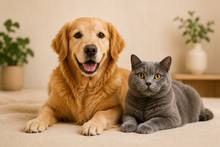 Adult Pet